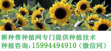 嘉宝果树适合什么地方种植_嘉宝果树苗种植_果树种植适合嘉宝地方吗