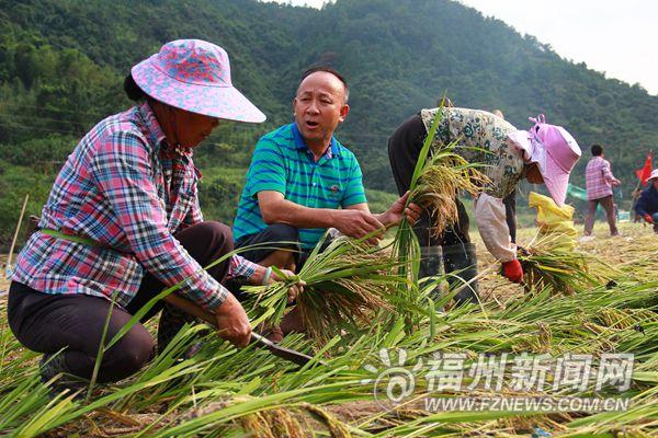 种植金线莲有多少利润_种植金线莲赚钱吗_种植金线莲的效益如何