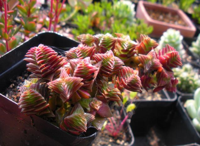 介绍多肉植物_植物多肉介绍标签卡幼儿园_植物多肉介绍卡