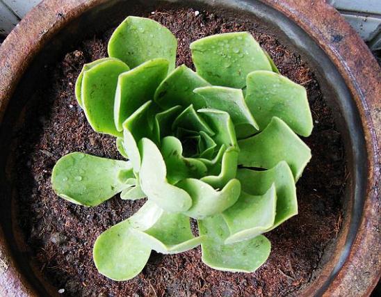 介绍多肉植物_植物多肉介绍卡_植物多肉介绍标签卡幼儿园