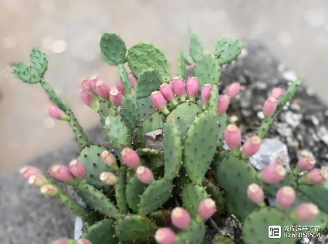 名贵植物多肉有哪些_名贵植物多肉有什么特点_名贵的多肉植物有哪些