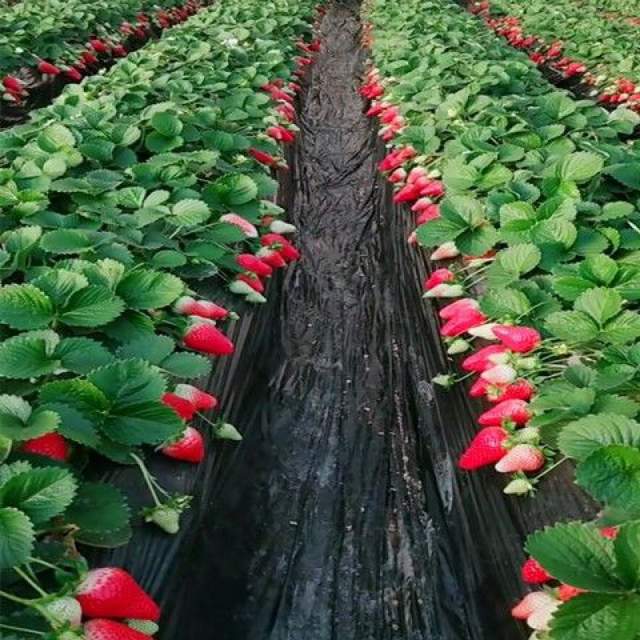 大棚草莓的种植方法及管理技术_种植草莓管理技术要点_草莓种植与管理技术