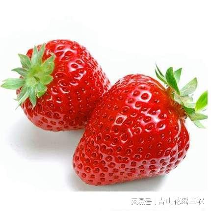 种植草莓管理技术要点_草莓种植与管理技术_大棚草莓的种植方法及管理技术