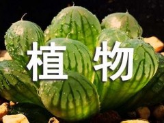 “多肉植物宝草锦的繁殖方法”