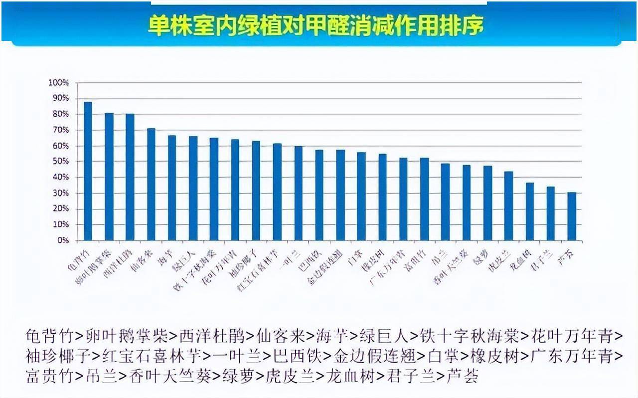 大叶绿植有哪些_绿植大叶有斑点怎么回事_大叶绿植有毒吗