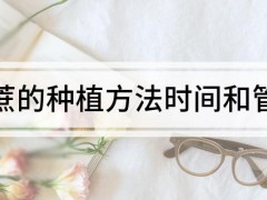 “甘蔗的种植方法时间和管理”