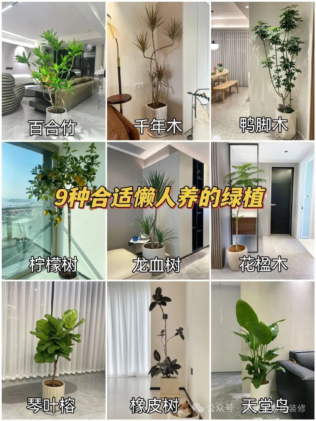 懒人养植物_最适合懒人养的绿植_养绿植适合懒人养吗