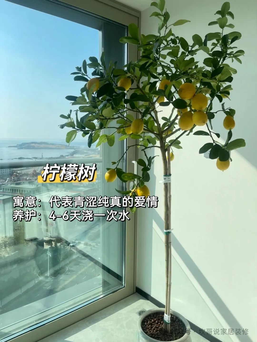 懒人养植物_最适合懒人养的绿植_养绿植适合懒人养吗