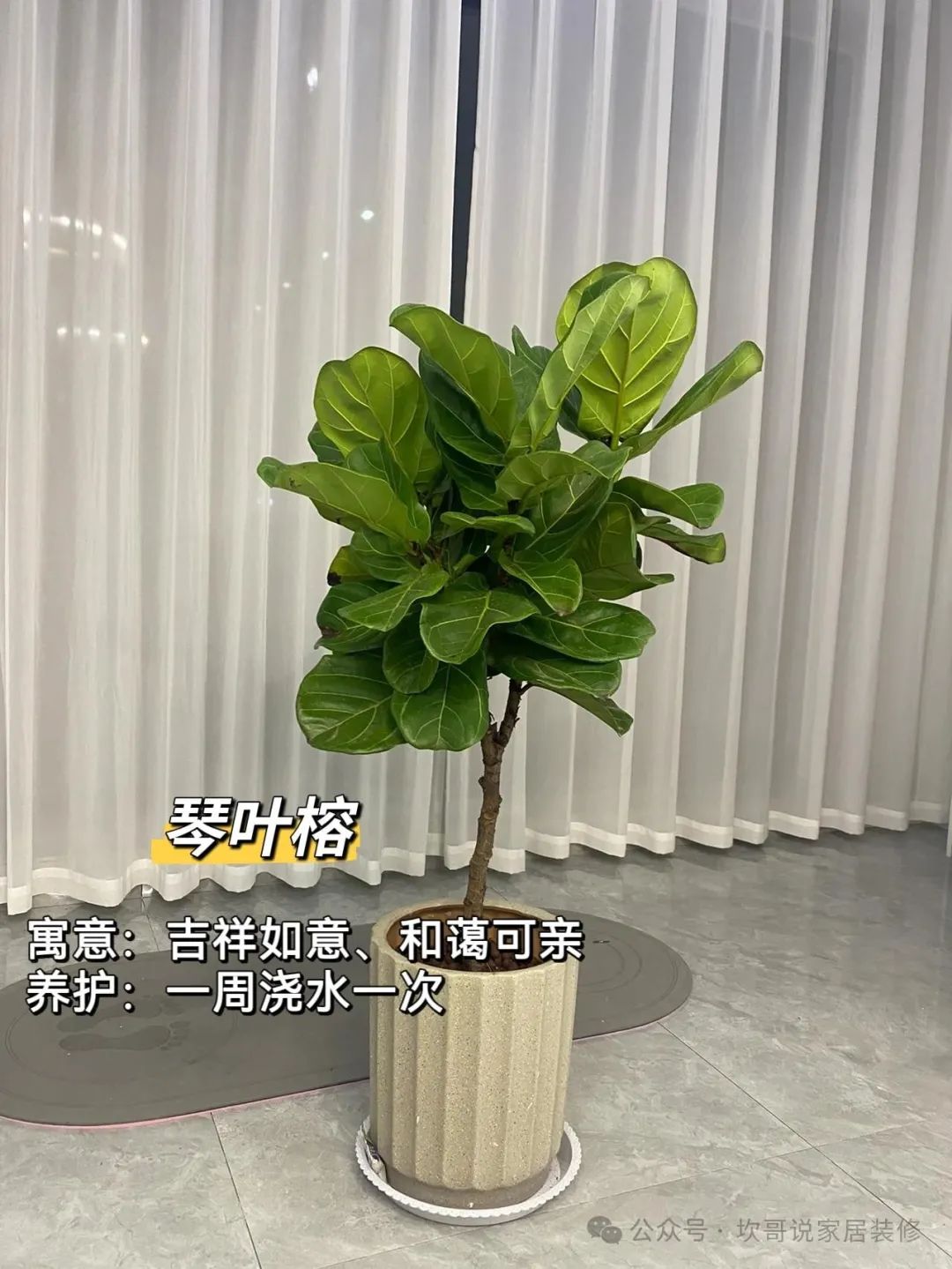 养绿植适合懒人养吗_懒人养植物_最适合懒人养的绿植