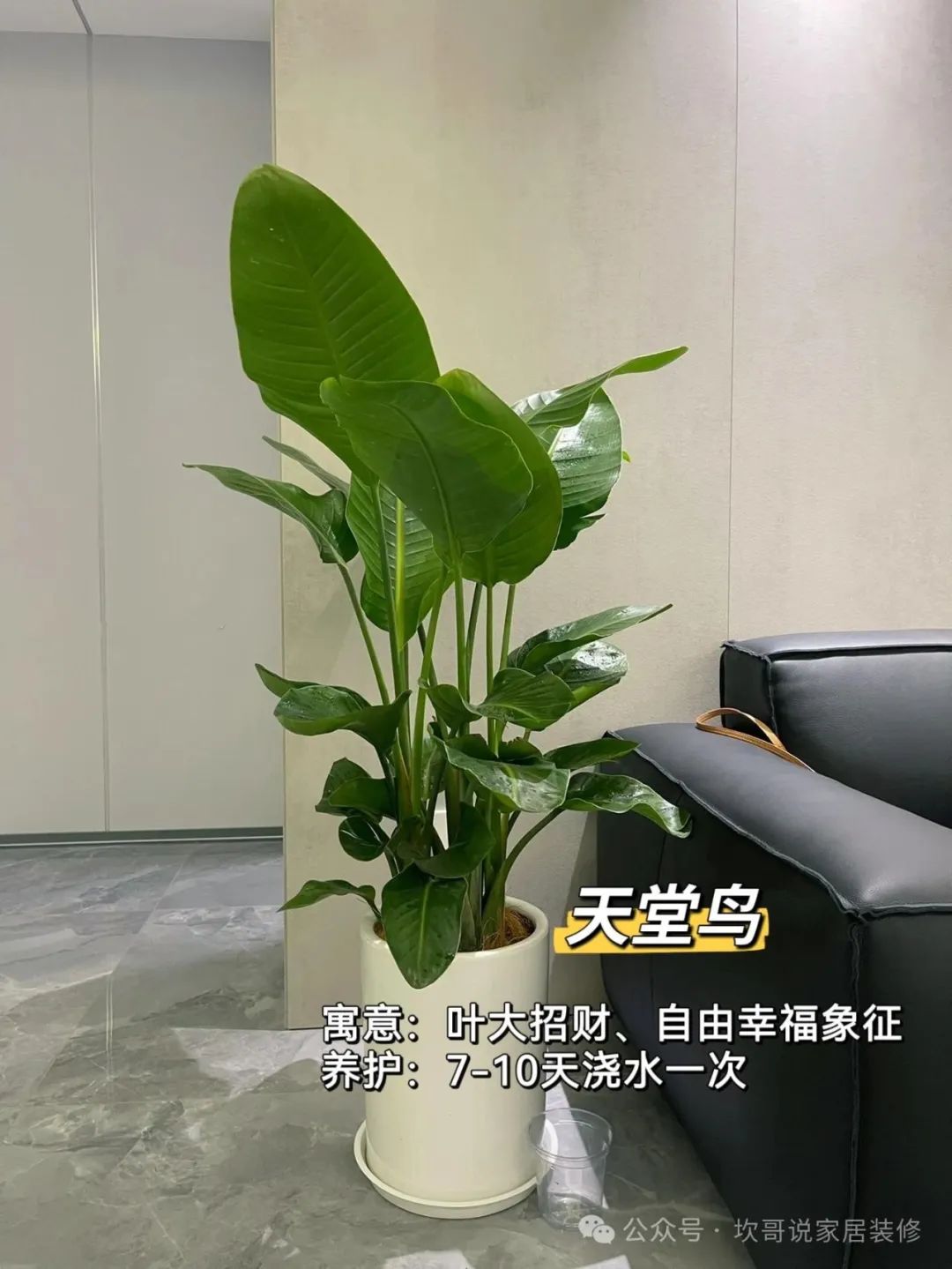 懒人养植物_最适合懒人养的绿植_养绿植适合懒人养吗