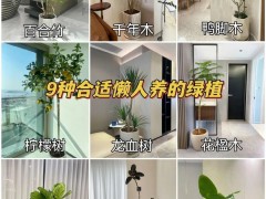 9种适合懒人，又好看的客厅绿植！第一眼就爱上它