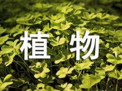 多肉植物观察日记