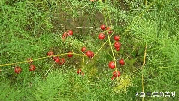 泡药材酒用什么药材_天冬药材图鉴别_天冬药材多少钱一斤