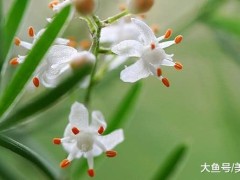 “农村这种人称“天门冬”的药材,