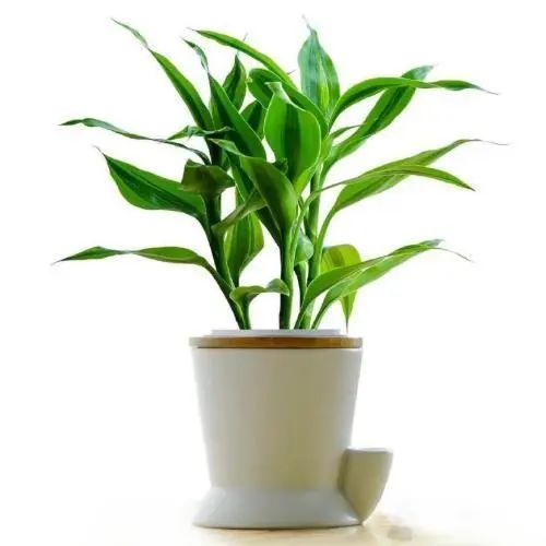 常见室内绿植有什么_常见的室内绿植有哪些_常见室内绿植有哪些种类