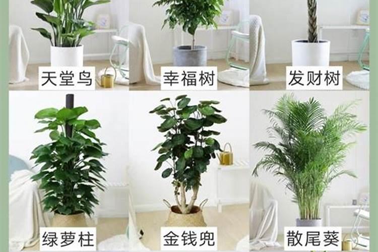 客厅绿植耐阴还是耐热_客厅大型绿植耐阴_十大客厅耐阴绿植