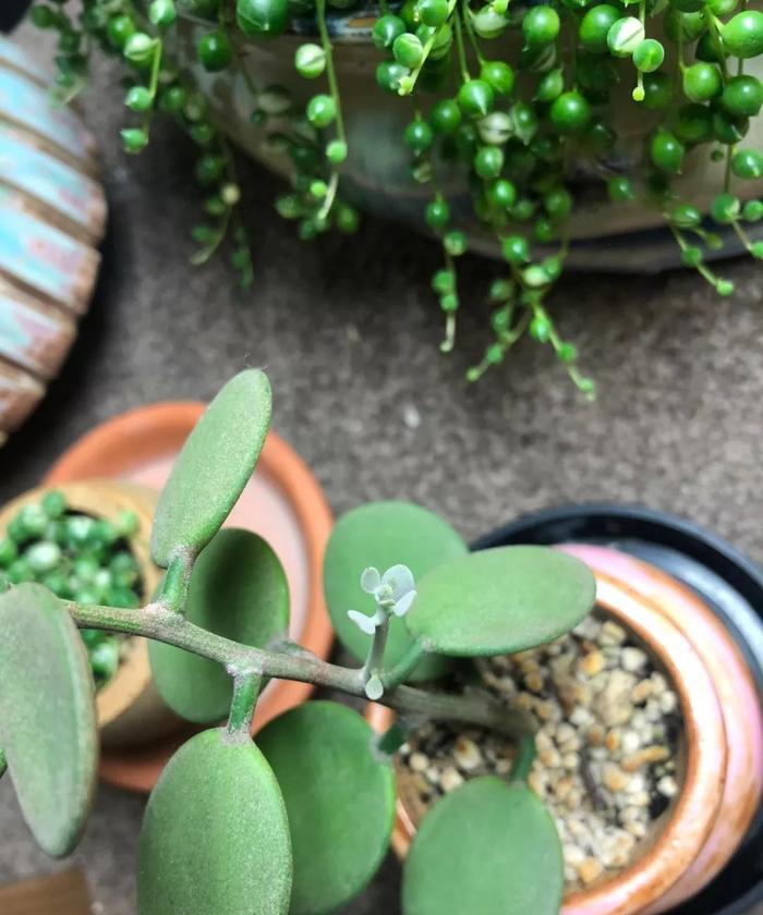 室内适合的多肉植物有_适合室内养的多肉品种_室内养品种多肉适合什么土壤