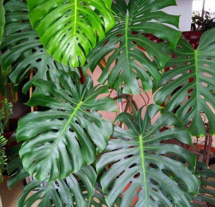 适合客厅的高大绿植_客厅绿植适合高大的花盆吗_客厅绿植适合高大的盆景吗
