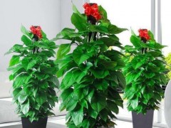 6种大叶子植物，适合客厅养，美观又大方