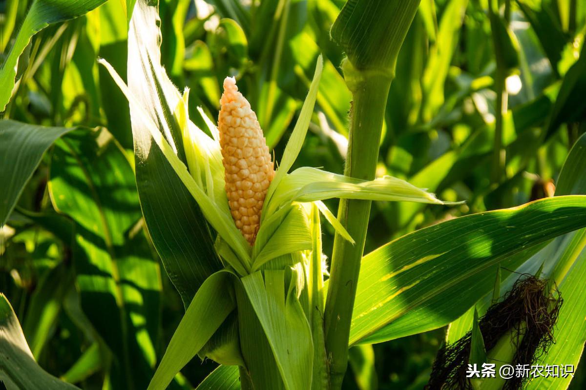 油菜种植方法和注意事项_油菜种植的方法与时间_油菜种植时间和方法