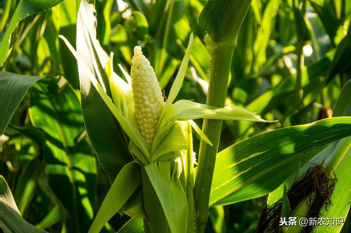 油菜种植时间和方法_油菜种植的方法与时间_油菜种植方法和注意事项