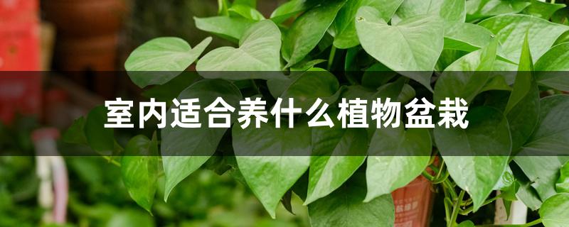 室内绿植适合放在哪里_室内绿植适合放在卧室吗_适合放室内的绿植