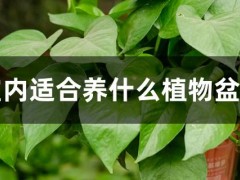 室内适合养什么植物盆栽