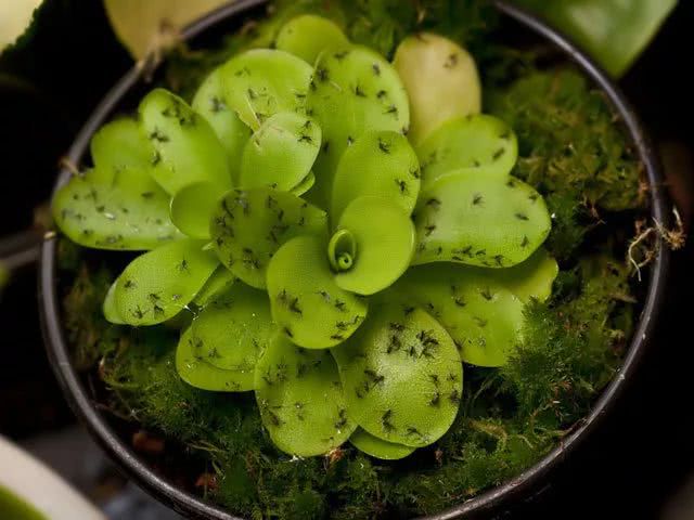 多肉植物白色虫卵_多肉花有白色的虫子怎么办_多肉植物白虫子