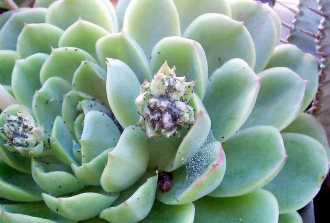 多肉植物白色虫卵_多肉花有白色的虫子怎么办_多肉植物白虫子