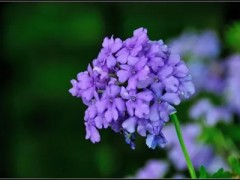 青菜种植(青菜的种植方法和时间)