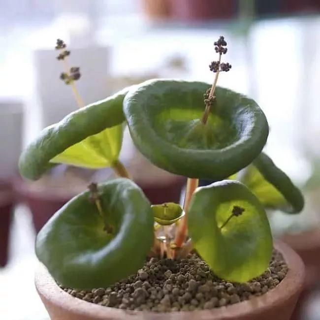 植物盆栽多肉_盆栽植物多肉植物_盆栽植物多肉怎么养