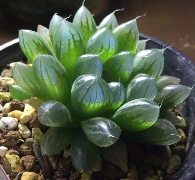 盆栽植物多肉怎么养_盆栽植物多肉植物_植物盆栽多肉