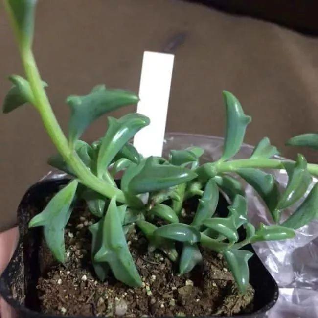 盆栽植物多肉植物_植物盆栽多肉_盆栽植物多肉怎么养
