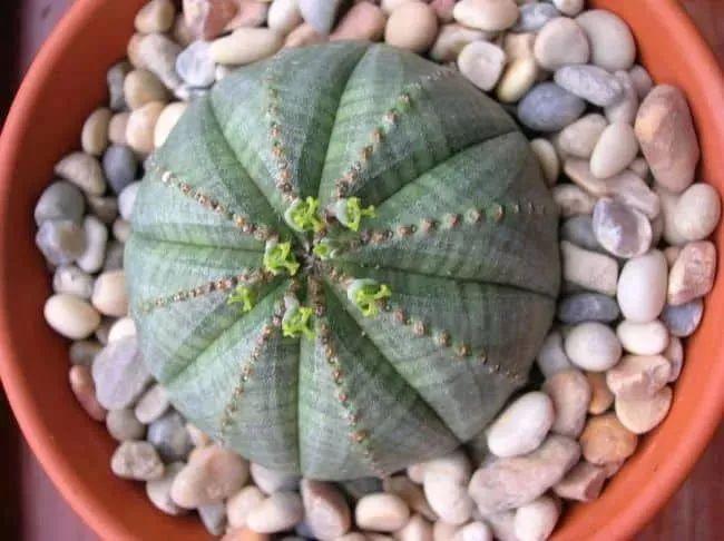 盆栽植物多肉怎么养_植物盆栽多肉_盆栽植物多肉植物