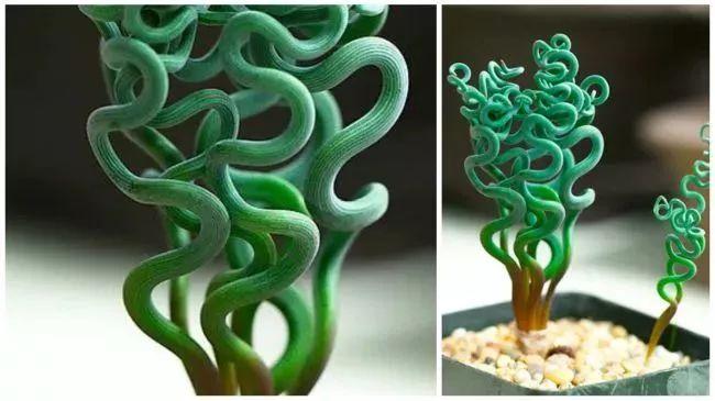 盆栽植物多肉植物_盆栽植物多肉怎么养_植物盆栽多肉