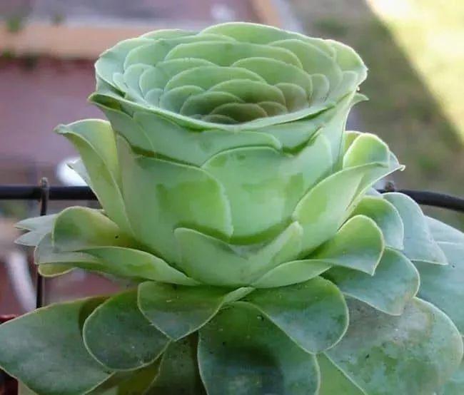 植物盆栽多肉_盆栽植物多肉植物_盆栽植物多肉怎么养