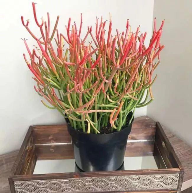 盆栽植物多肉怎么养_植物盆栽多肉_盆栽植物多肉植物