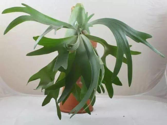 盆栽植物多肉植物_盆栽植物多肉怎么养_植物盆栽多肉