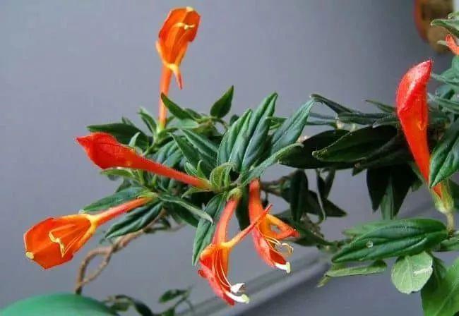 植物盆栽多肉_盆栽植物多肉怎么养_盆栽植物多肉植物