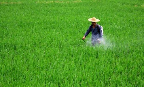 农药残留最厉害的5种蔬菜_2018农药残留最少十种蔬菜_蔬菜农药残留排行榜
