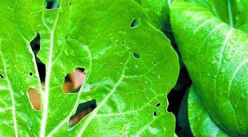 农药残留最厉害的5种蔬菜_2018农药残留最少十种蔬菜_蔬菜农药残留排行榜