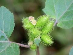 苍耳靠什么传播种子 苍耳有毒但药效非常好