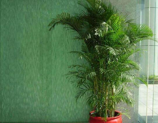 摆室内绿植好不好呢_室内摆绿植的好处_室内摆什么绿植好