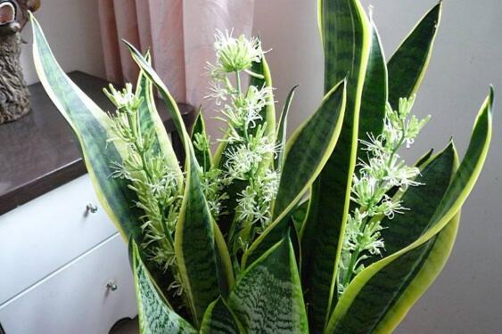 室内摆绿植的好处_室内摆什么绿植好_摆室内绿植好不好呢