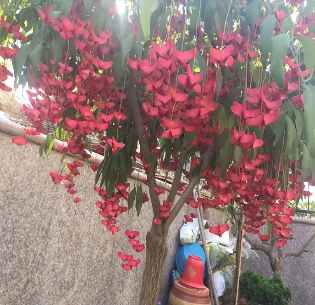 北方冬天适合养什么绿植_北方冬天适合养的植物_北方冬天适合养的绿植