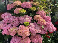 5种“稀罕花”，极度耐寒冷，北方长成树，呼呼“喷雪花”