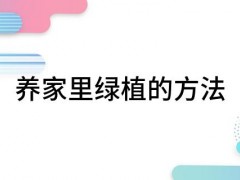 养家里绿植的方法