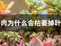 多肉为什么会枯萎掉叶子