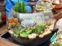 重要！家里养的多肉植物有毒？一点要了解
