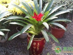 客厅养什么绿植最好看又好养？